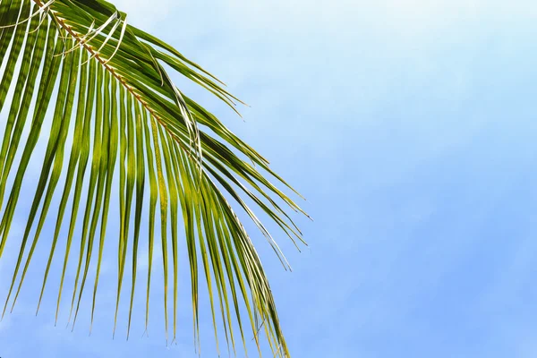 Hojas de árbol aisladas sobre fondo blanco — Foto de Stock