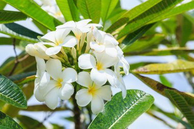 Frangipani tropikal Bahçe
