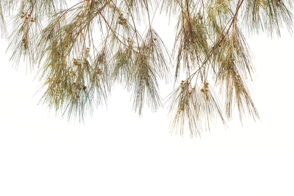 Folhas de árvores isoladas no fundo branco — Fotografia de Stock
