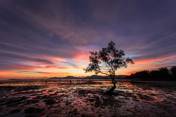 Siluetas de rama de árbol en la playa del atardecer en Phuket, Tailandia — Foto de Stock