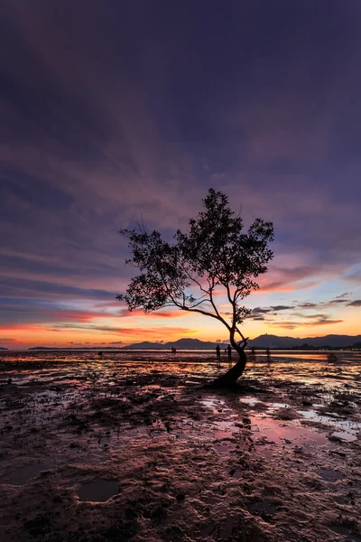 Силуэты ветвей деревьев на закатном пляже в Пхукете, Таиланд — стоковое фото