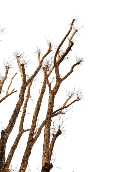 Trockener Baum — Stockfoto