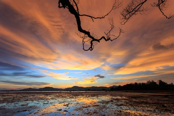 Silhouettes de branche d'arbre à la plage du coucher du soleil à Phuket, Thaïlande — Photo