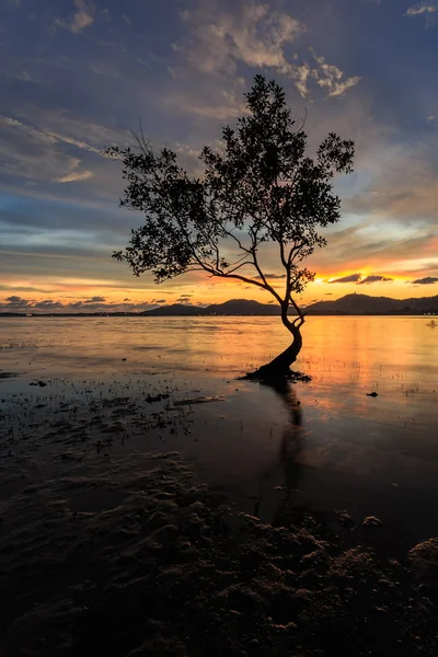 Silhouettes d'arbre à la plage du coucher du soleil à Phuket, Thaïlande — Photo