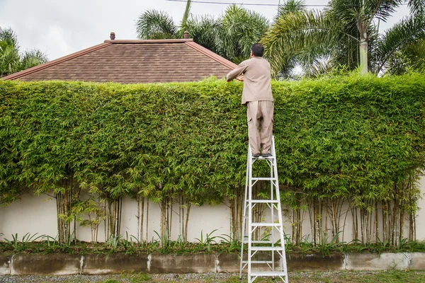 Hombre cortando un bambú con una tijera — Foto de Stock