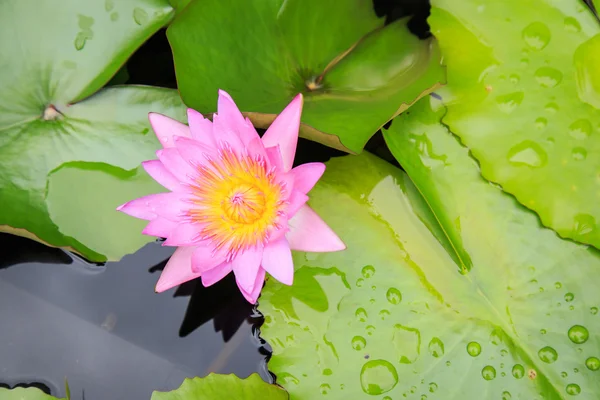 Lotus flower in water pond