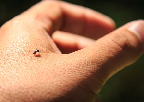 Los mosquitos están mordiendo la mano — Foto de Stock