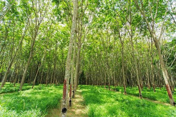 Árbol de goma —  Fotos de Stock