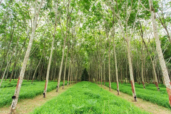 Árbol de goma —  Fotos de Stock