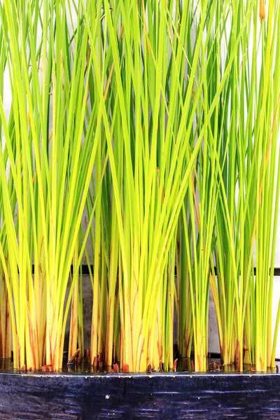 Groene plant in de vijver — Stockfoto