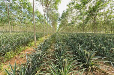 ananas çiftlik büyümeye kauçuk ağacı arasında