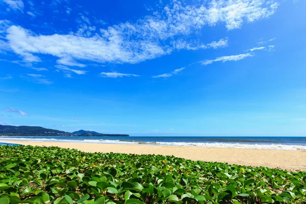 Тропический пляж с чистым небом — стоковое фото