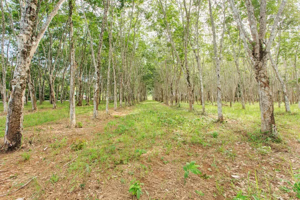 Árbol de goma —  Fotos de Stock