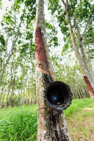 Albero di gomma — Foto Stock