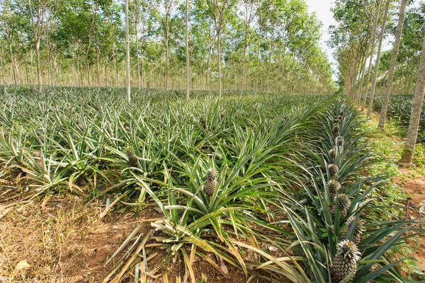 Ananasfarm wächst zwischen Gummibaum — Stockfoto