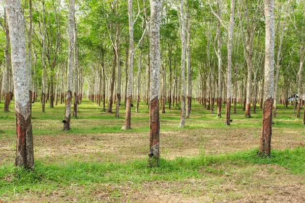 Rubber tree — Stock Photo, Image