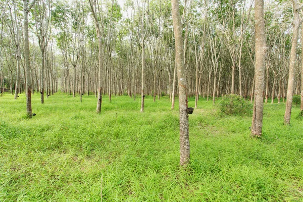 Árbol de goma —  Fotos de Stock