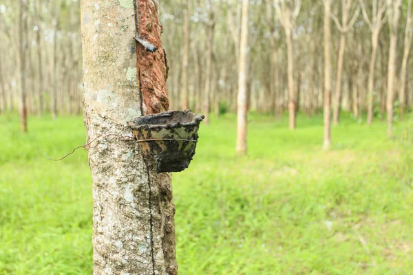 Árbol de goma —  Fotos de Stock