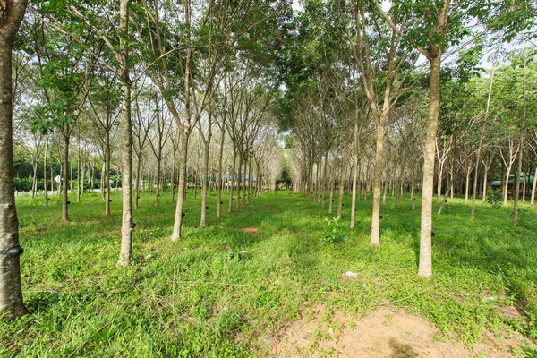 Albero di gomma — Foto Stock