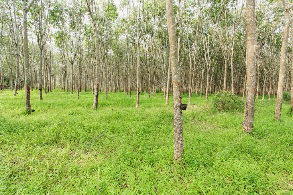 Rubber tree Stock Photo by ©PhanuwatNandee 57660205