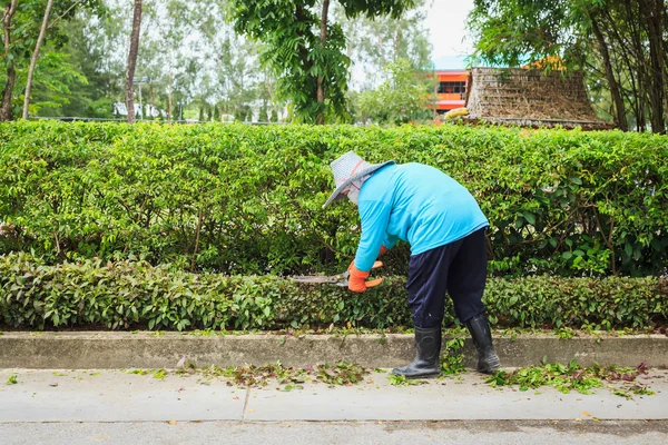 Kobieta wyciąć krzew maszynki do strzyżenia — Zdjęcie stockowe