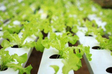 Organik tarım taze yeşil salata