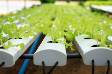 Organik tarım taze yeşil salata