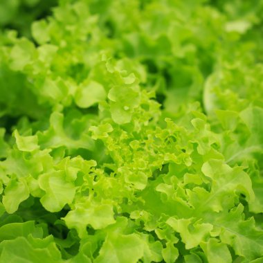 Organik tarım taze yeşil salata