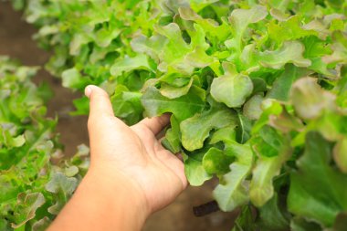 Organik tarım taze yeşil salata