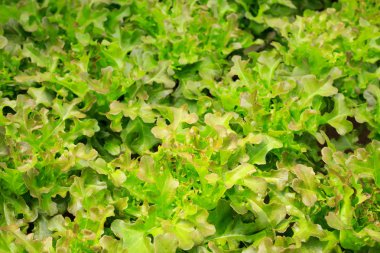 Organik tarım taze yeşil salata