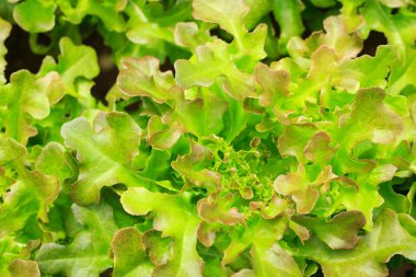 Organik tarım taze yeşil salata