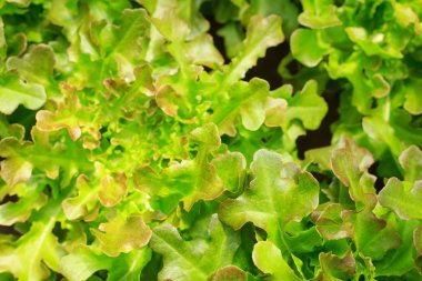 Organik tarım taze yeşil salata