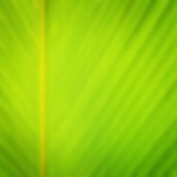 Blur of Green leave texture for background — Stock Photo, Image