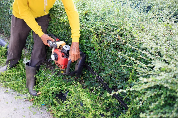 Мужчина стрижет изгородь на улице — стоковое фото