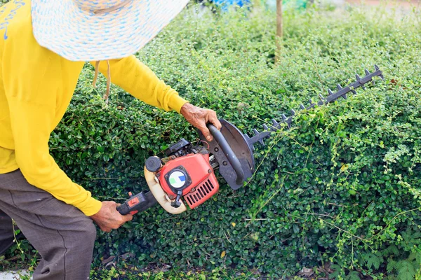A man trimming hedge at the street — Stock Photo, Image