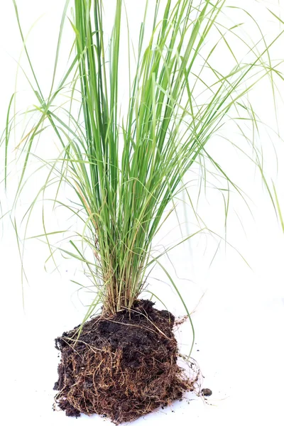 Green grass with soil isolated on white background — Stock Photo, Image