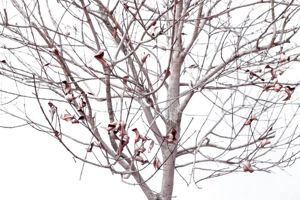Getrocknete Pflanze isoliert auf weißem Hintergrund — Stockfoto