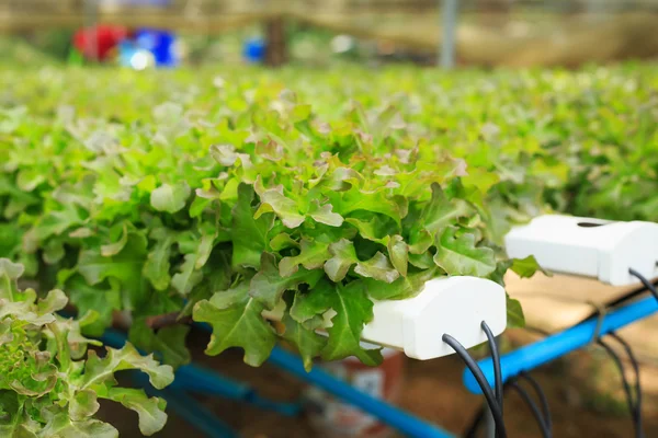 Fresh green lettuce in organic farm — Stock Photo, Image