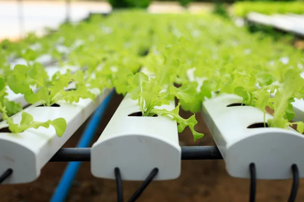 Fresh green lettuce in organic farm — Stock Photo, Image