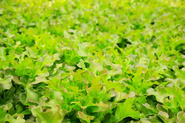 Laitue verte fraîche dans une ferme biologique — Photo