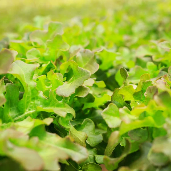 Alface verde fresca na exploração agrícola biológica — Fotografia de Stock