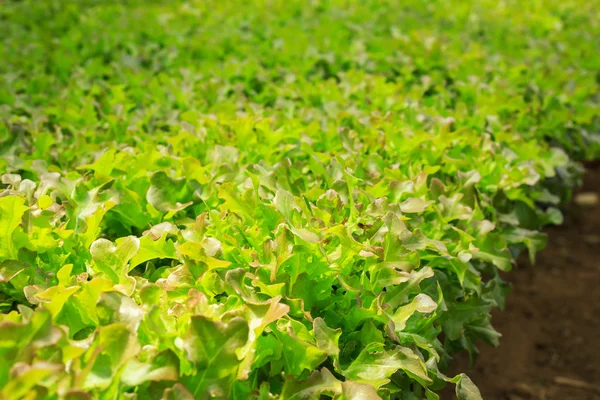 Fresh green lettuce in organic farm — Stock Photo, Image