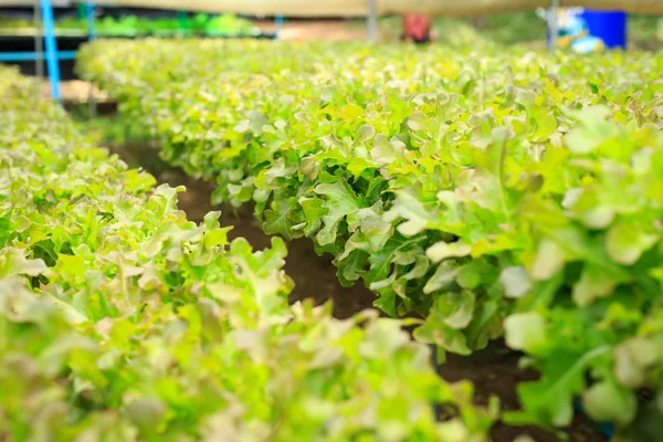 Fresh green lettuce in organic farm — Stock Photo, Image