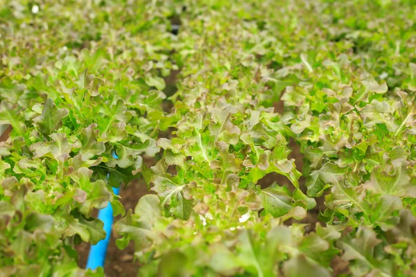 Fresh green lettuce in organic farm — Stock Photo, Image