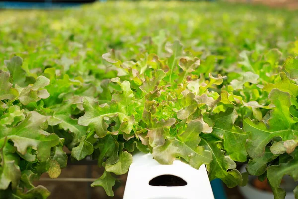 Fresh green lettuce in organic farm — Stock Photo, Image