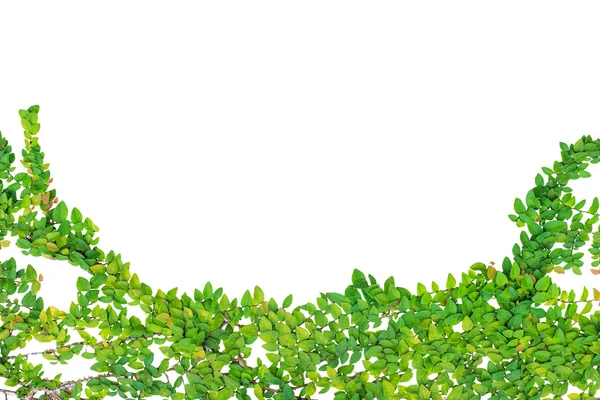 Abstraktní zeleného břečťanu izolovaných na bílém pozadí — Stock fotografie