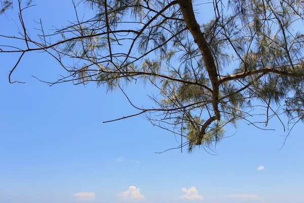 Ramo de árvore e céu azul — Fotografia de Stock