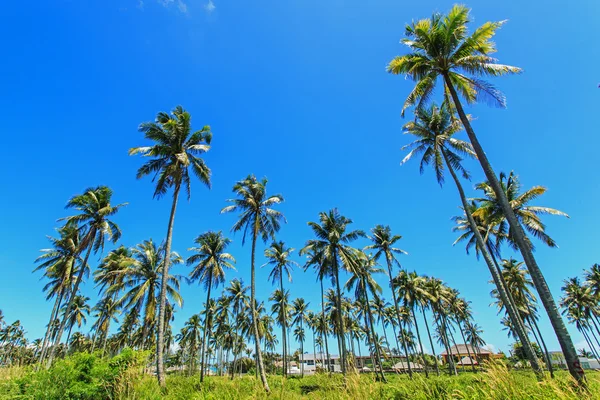 Coconut tree — Stock Photo, Image