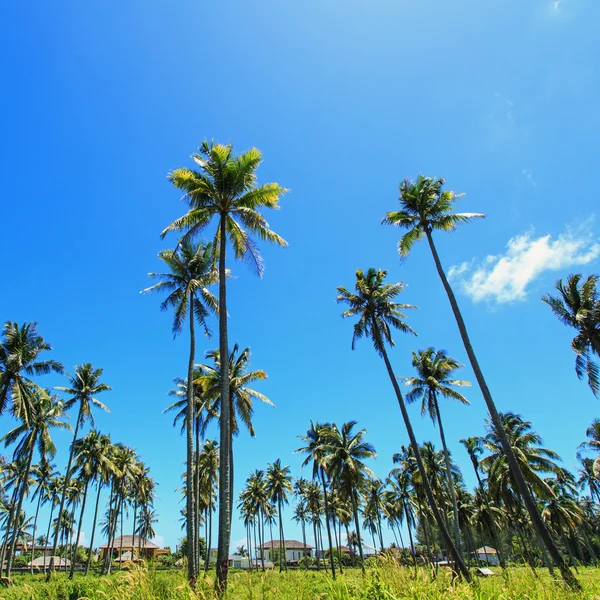 Árbol de coco — Foto de Stock