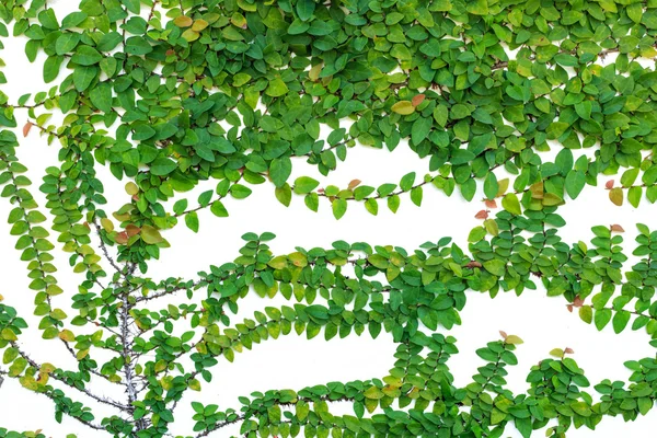 Resumen de Hiedra verde aislada sobre fondo blanco — Foto de Stock